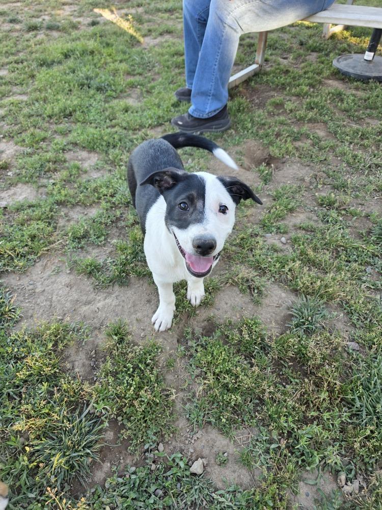 Panda, a Adopted mixed breed in Santa Rosa, CA image 3/4
