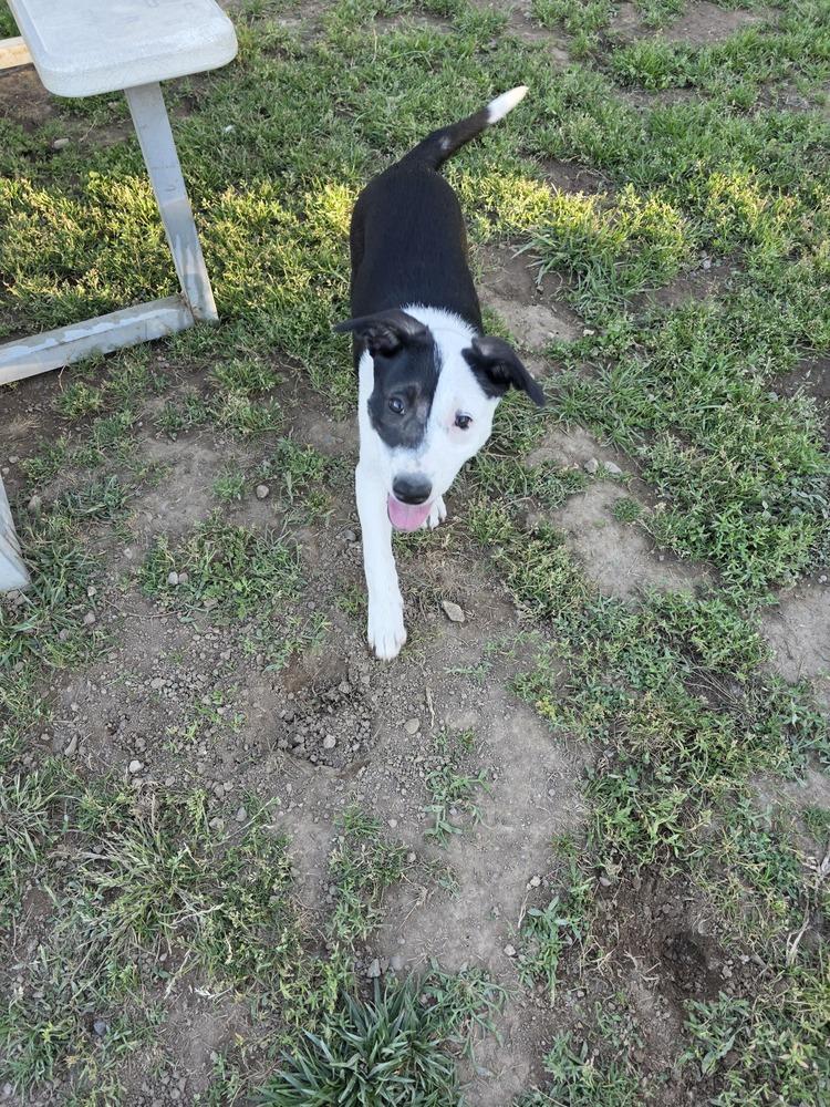 Panda, a Adopted mixed breed in Santa Rosa, CA image 4/4
