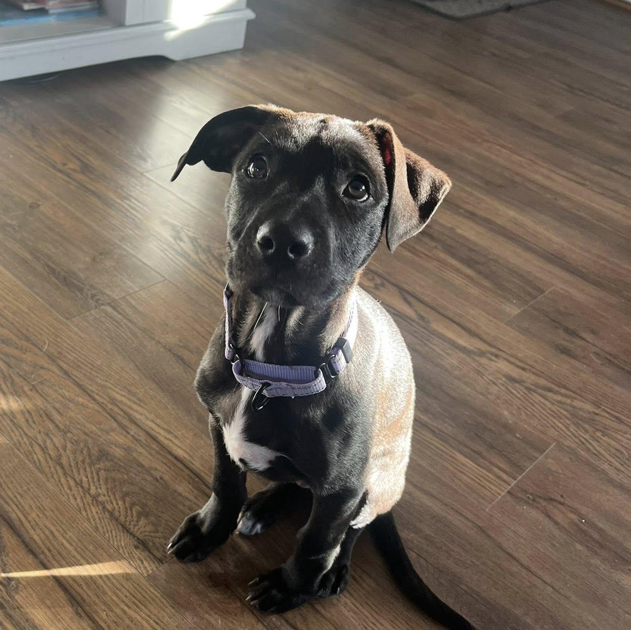 Enlarge Yam the Pit Bull puppy, a Adoptable Pit Bull Terrier in Muskego, WI image 2/6