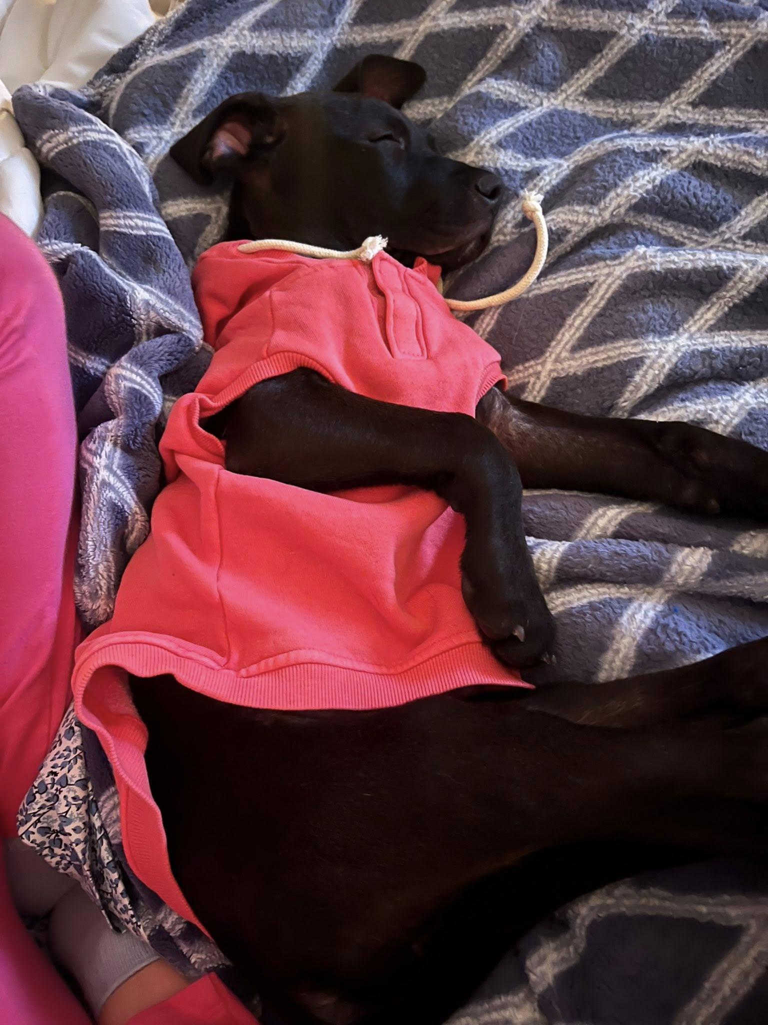 Enlarge Yam the Pit Bull puppy, a Adoptable Pit Bull Terrier in Muskego, WI image 6/6