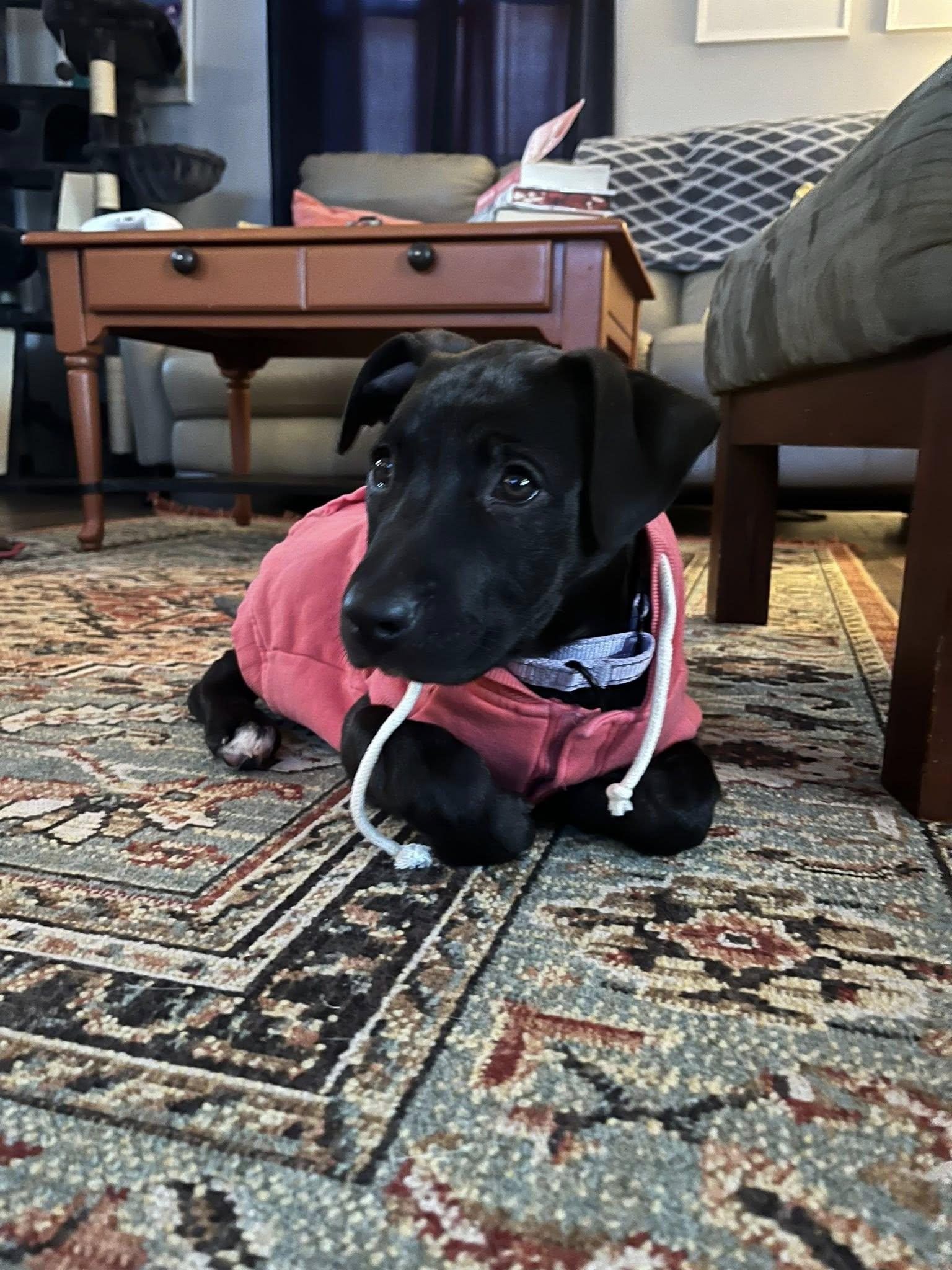 Enlarge Yam the Pit Bull puppy, a Adoptable Pit Bull Terrier in Muskego, WI image 1/6