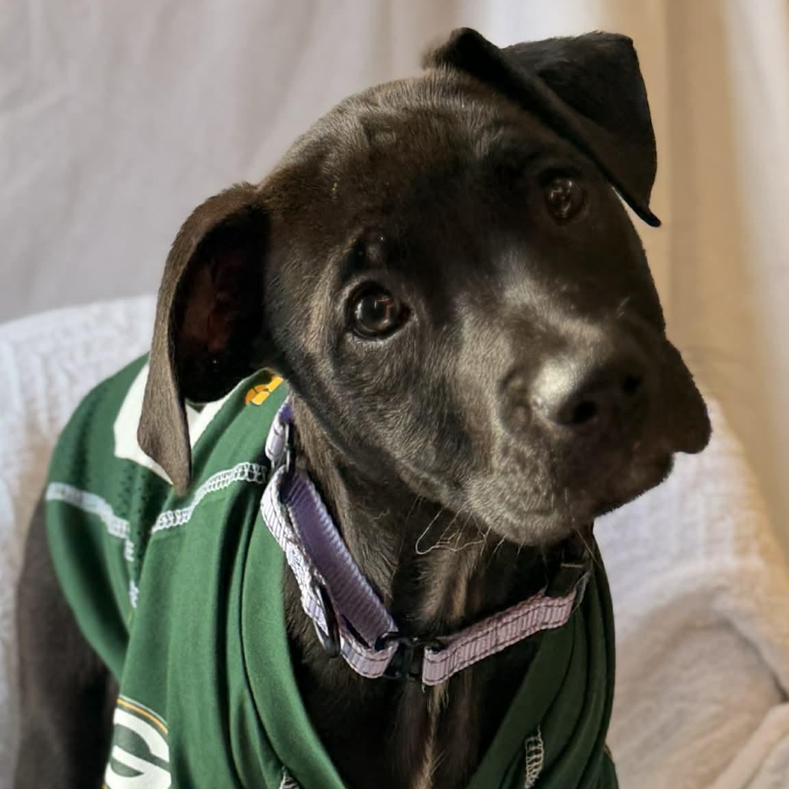 Enlarge Yam the Pit Bull puppy, a Adoptable Pit Bull Terrier in Muskego, WI image 4/6