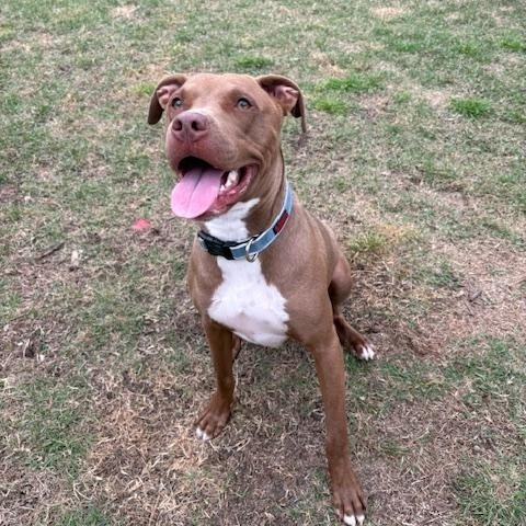 Finn, Adoptable, Adult Male Pit Bull Terrier.