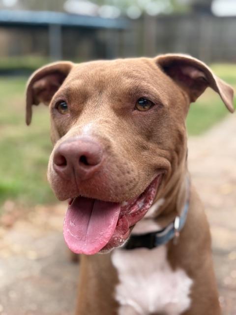 Enlarge Finn, a Adoptable mixed breed in Baker, LA image 2/5