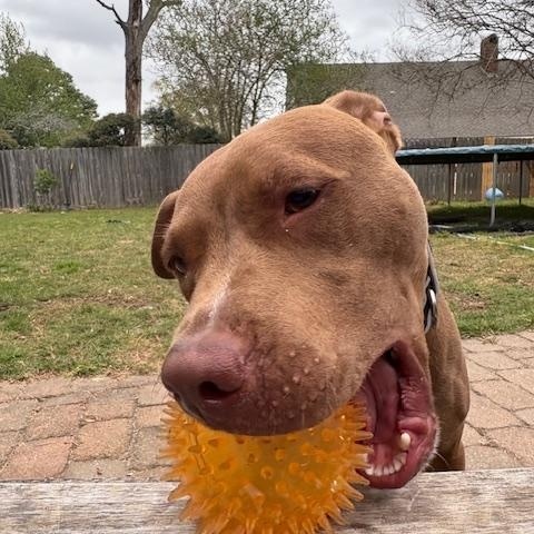 Enlarge Finn, a Adoptable mixed breed in Baker, LA image 3/5