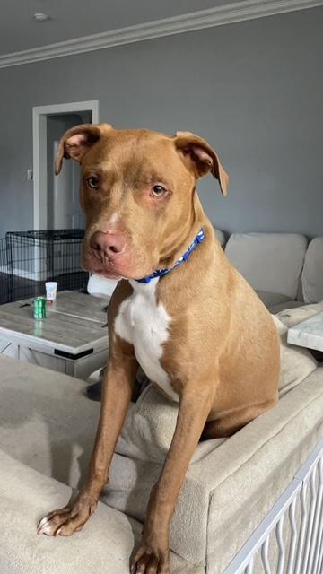 Enlarge Finn, a Adoptable mixed breed in Baker, LA image 5/5