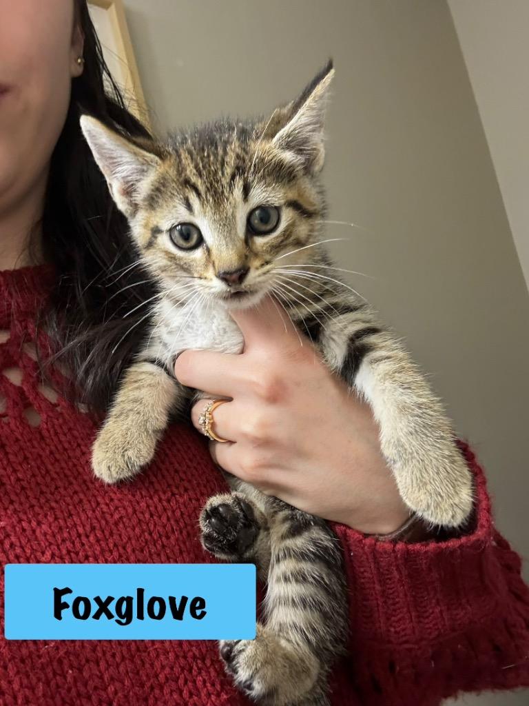 Enlarge Foxglove, a Adoptable mixed breed in Hoover , AL image 1/1