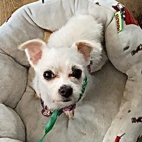 Snowball Carroll, a Adoptable mixed breed in Plano, TX image 2/3