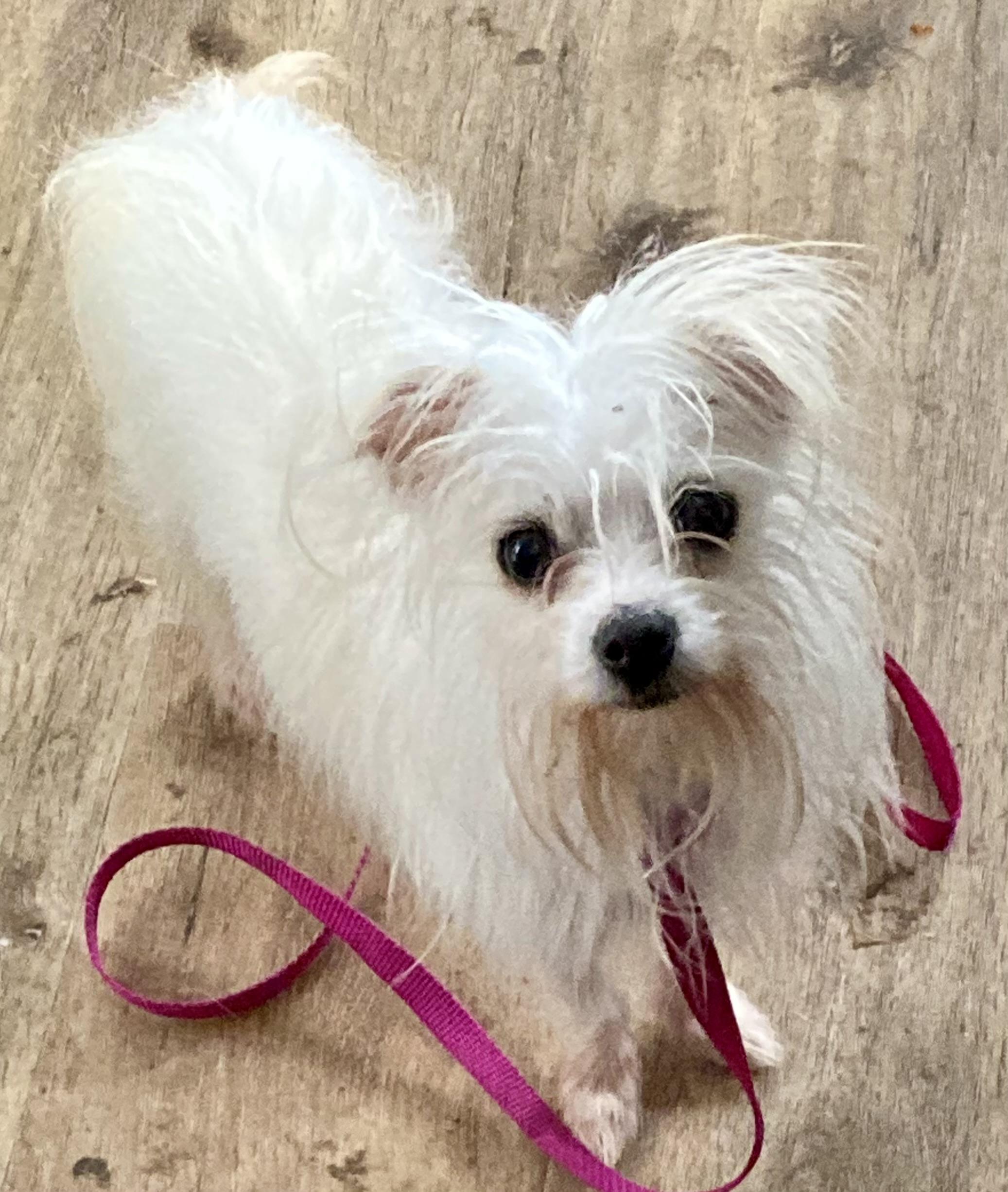 Snowball Carroll, a Adoptable mixed breed in Plano, TX image 1/3