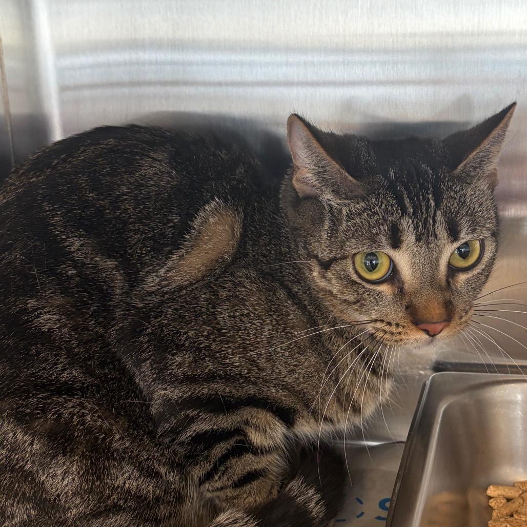 Dior, Adoptable, Young Female Domestic Short Hair.