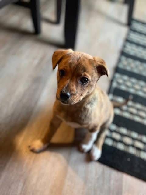 Winter, Adoptable, Puppy Female Mountain Cur.