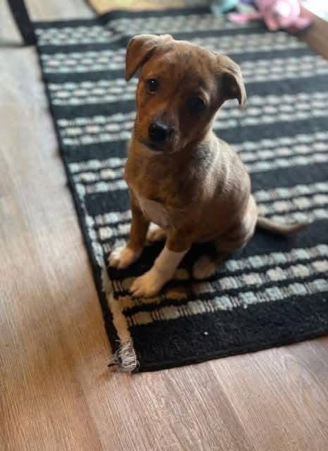 Enlarge Winter, a Adoptable Mountain Cur in New London, WI image 2/3