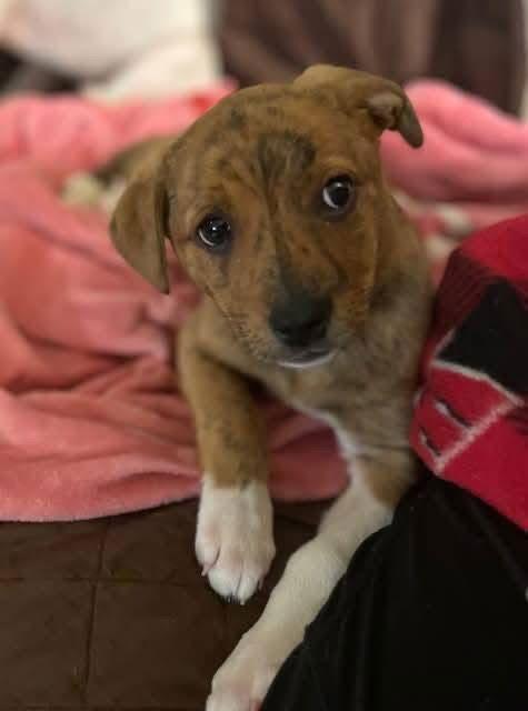 Enlarge Winter, a Adoptable Mountain Cur in New London, WI image 3/3