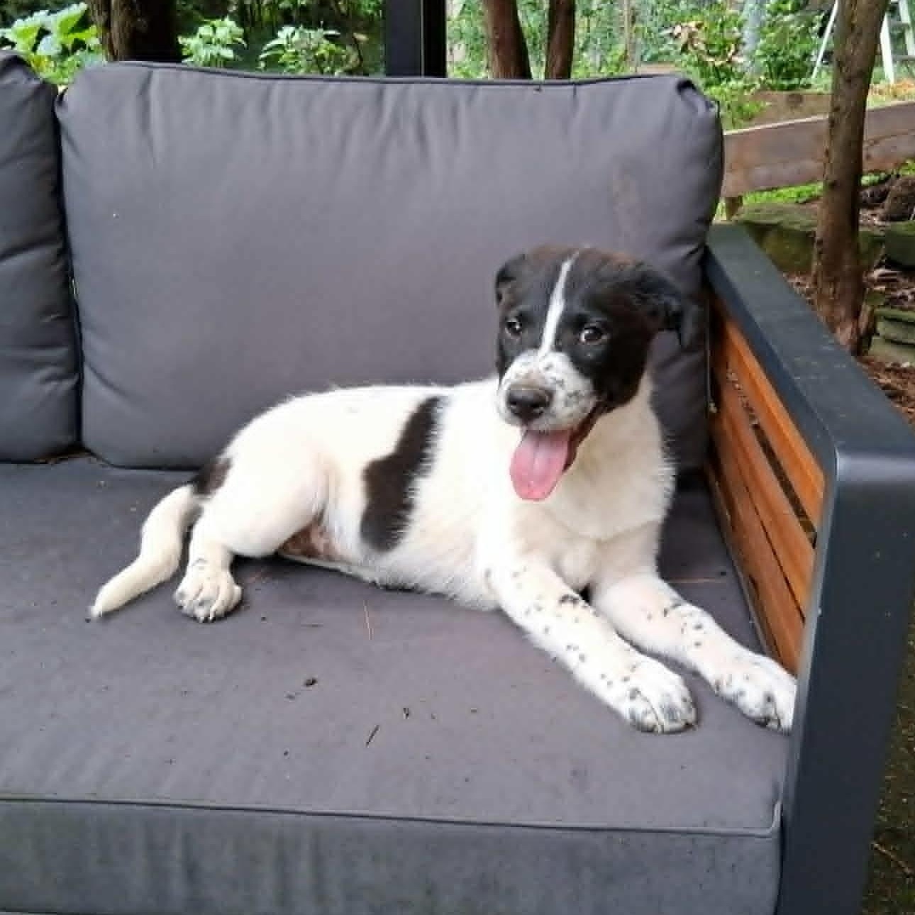 Puppy 6, a ADOPTABLE mixed breed in North Jackson, OH image 2/5