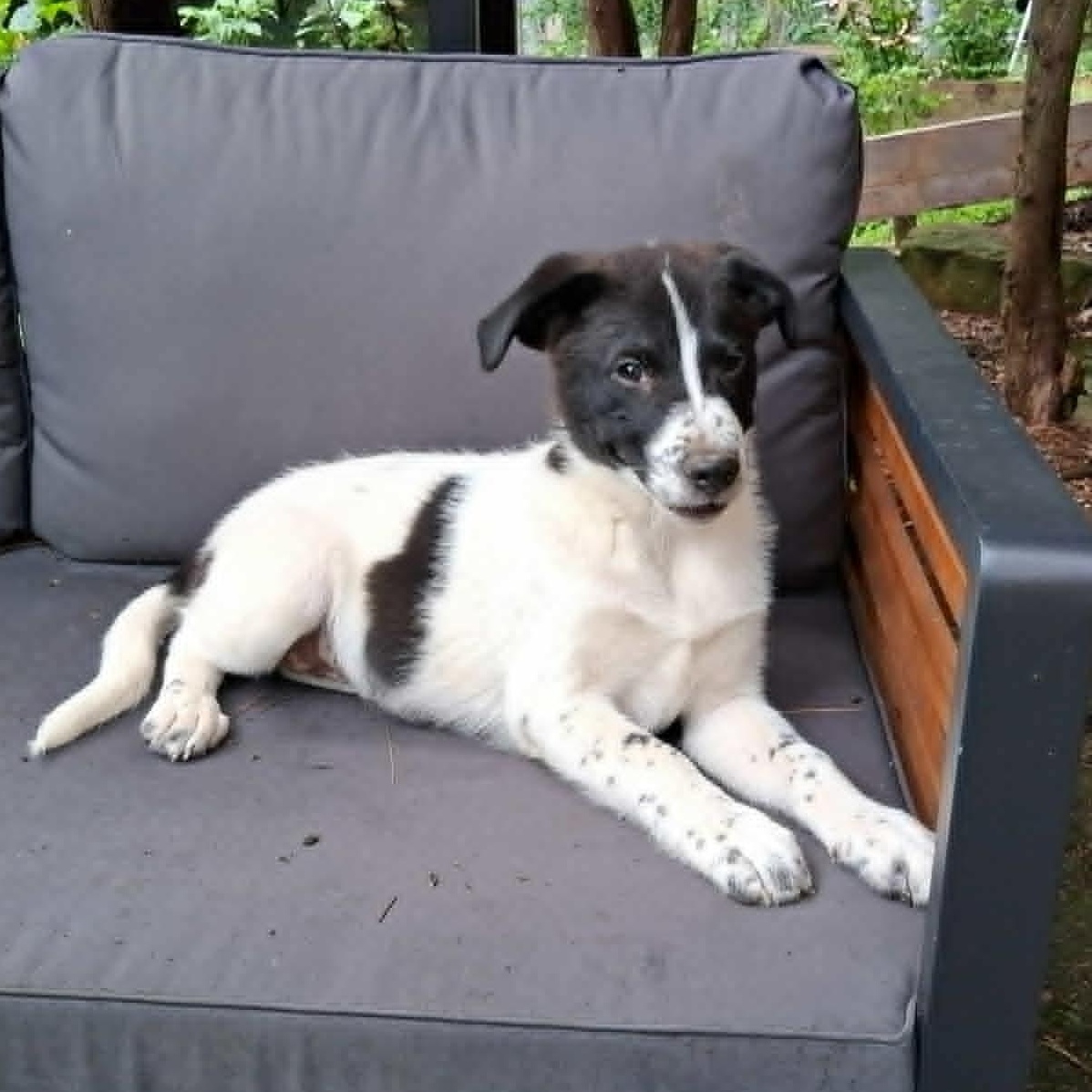 Puppy 6, ADOPTABLE, Puppy Male Pointer & Labrador Retriever.