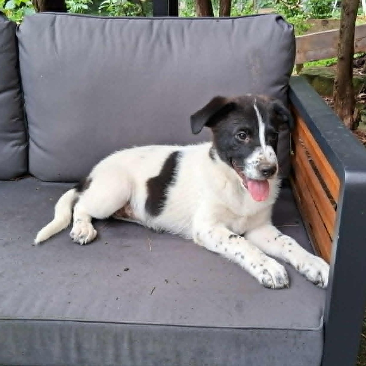 Puppy 6, a ADOPTABLE mixed breed in North Jackson, OH image 4/5