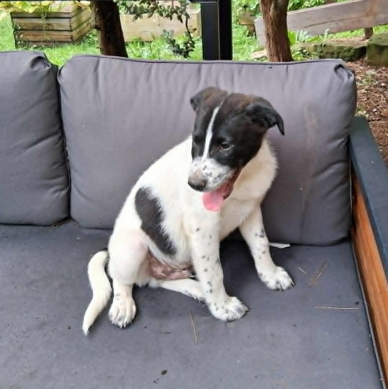 Puppy 6, a ADOPTABLE mixed breed in North Jackson, OH image 5/5