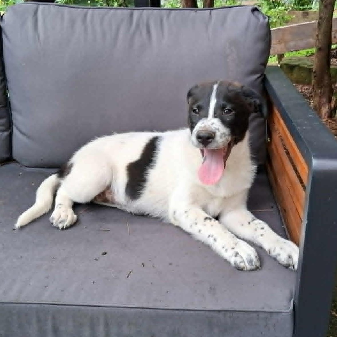 Puppy 6, a ADOPTABLE mixed breed in North Jackson, OH image 3/5