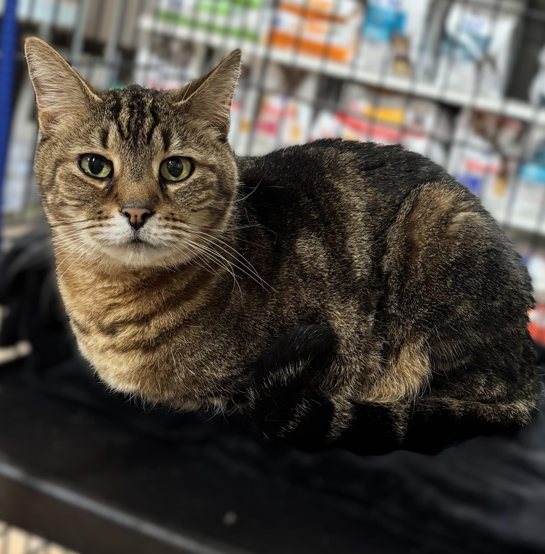 Agassi (Senior Male) ~~ VISIT ME AT VETERINARY MED CENTER, ADOPTABLE, Senior Male Domestic Short Hair.