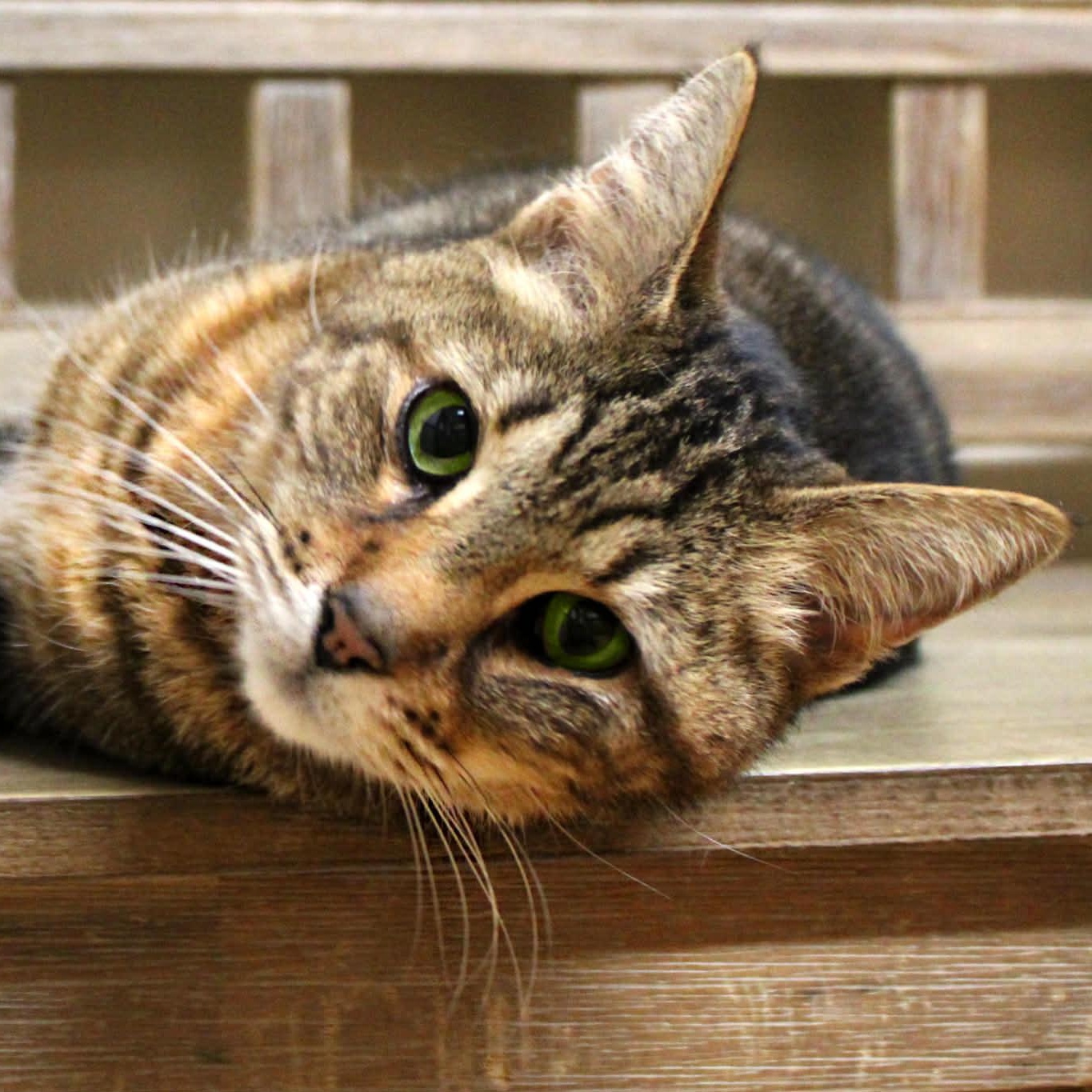 Enlarge Agassi (Senior Male) ~~ VISIT ME AT VETERINARY MED CENTER, a ADOPTABLE Domestic Short Hair in Alpharetta, GA image 2/6