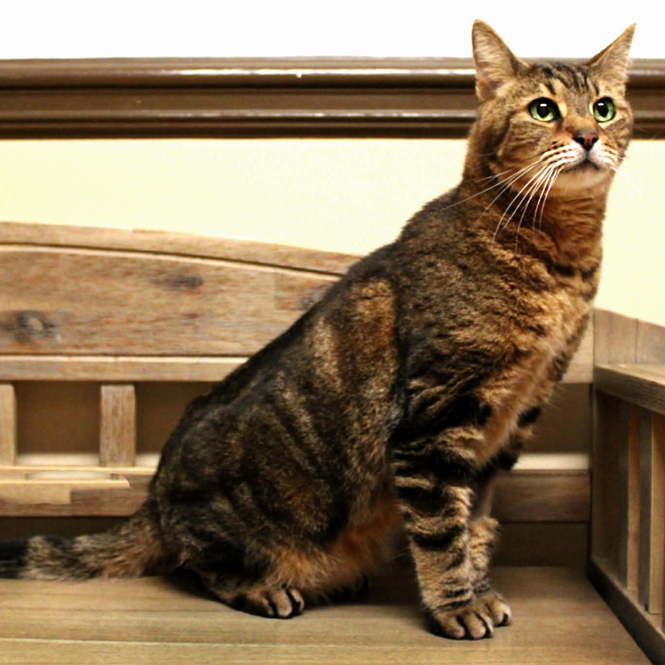 Enlarge Agassi (Senior Male) ~~ VISIT ME AT VETERINARY MED CENTER, a ADOPTABLE Domestic Short Hair in Alpharetta, GA image 1/6