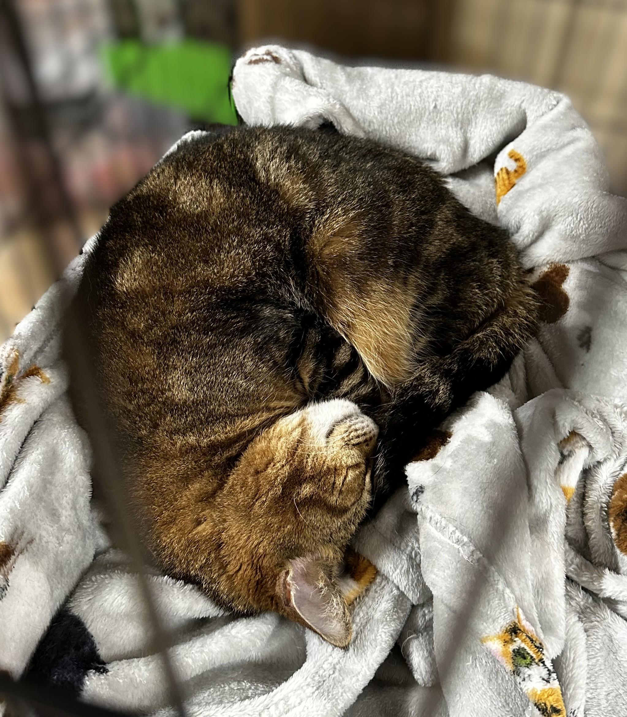 Enlarge Agassi (Senior Male) ~~ VISIT ME AT VETERINARY MED CENTER, a ADOPTABLE Domestic Short Hair in Alpharetta, GA image 4/6