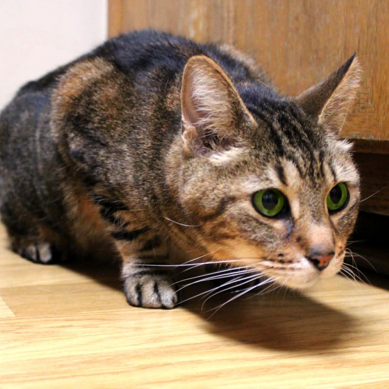 Enlarge Agassi (Senior Male) ~~ VISIT ME AT VETERINARY MED CENTER, a ADOPTABLE Domestic Short Hair in Alpharetta, GA image 6/6