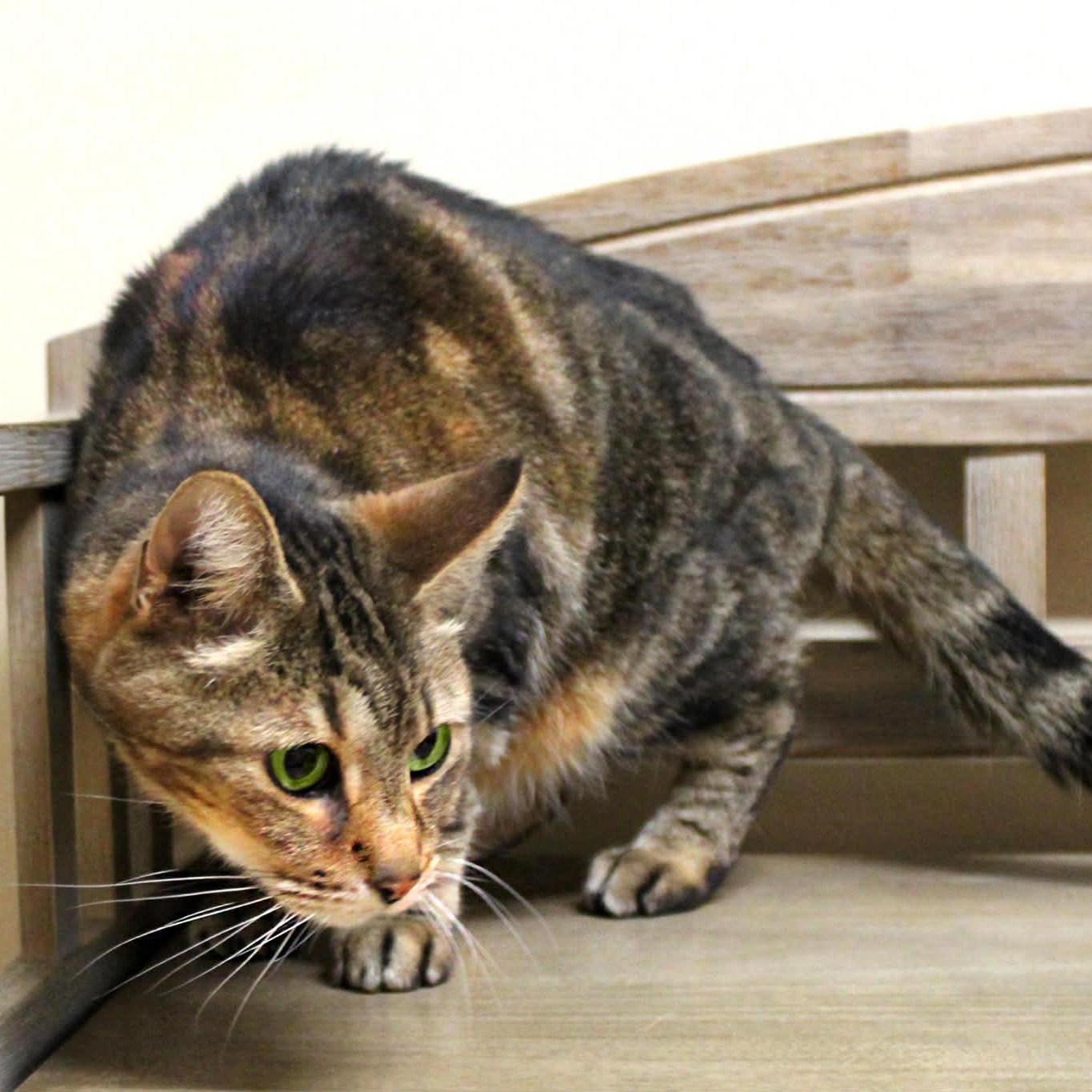 Enlarge Agassi (Senior Male) ~~ VISIT ME AT VETERINARY MED CENTER, a ADOPTABLE Domestic Short Hair in Alpharetta, GA image 5/6