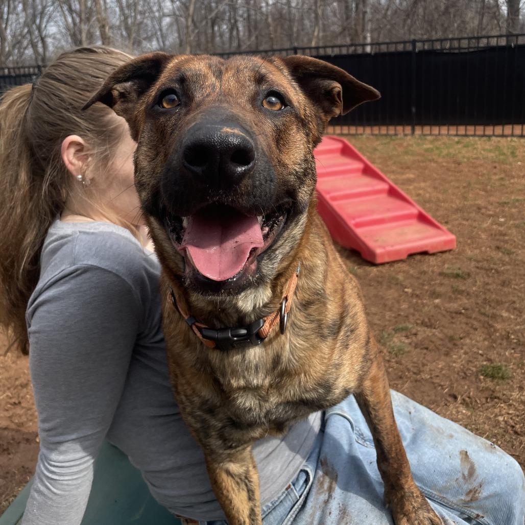 Enlarge Sundae, a Adoptable mixed breed in Lynchburg, VA image 1/6