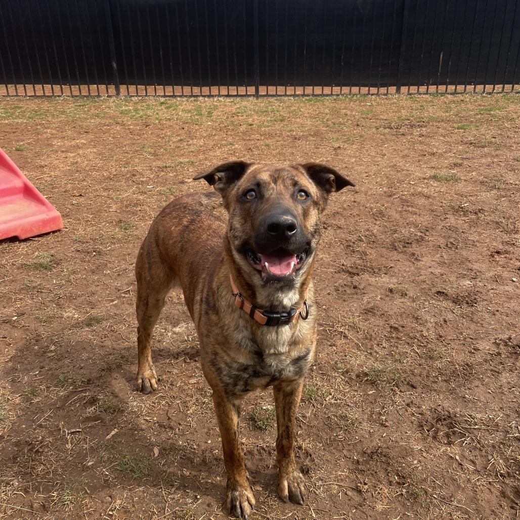 Enlarge Sundae, a Adoptable mixed breed in Lynchburg, VA image 2/6