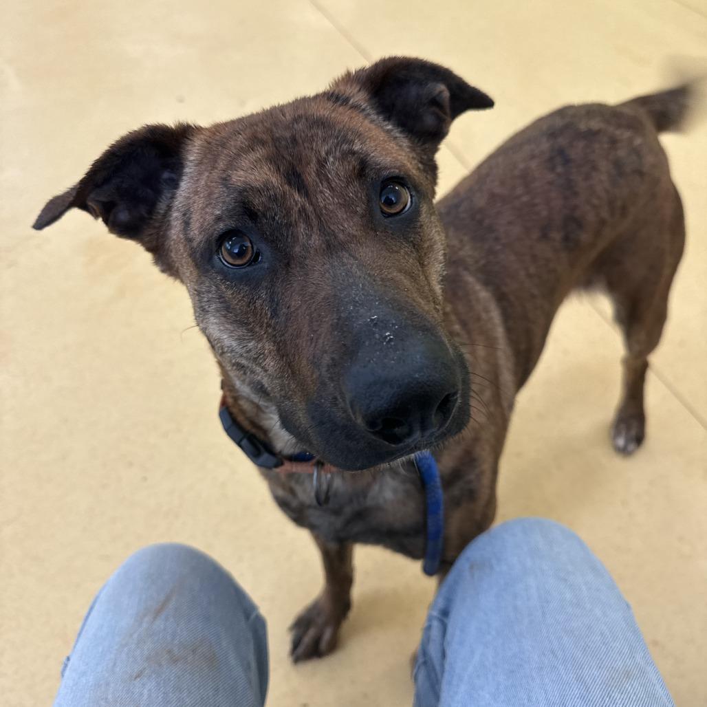 Enlarge Sundae, a Adoptable mixed breed in Lynchburg, VA image 4/6