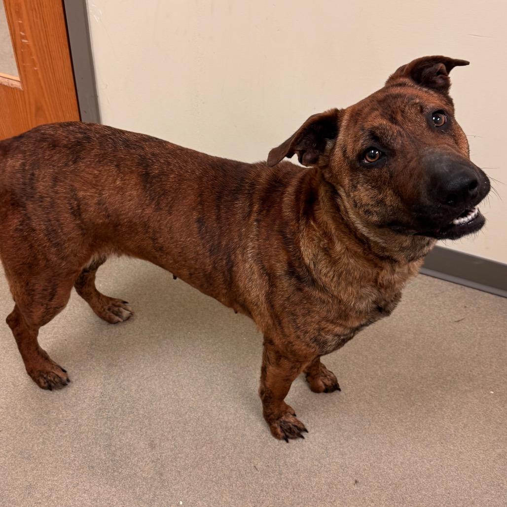 Enlarge Sundae, a Adoptable mixed breed in Lynchburg, VA image 5/6