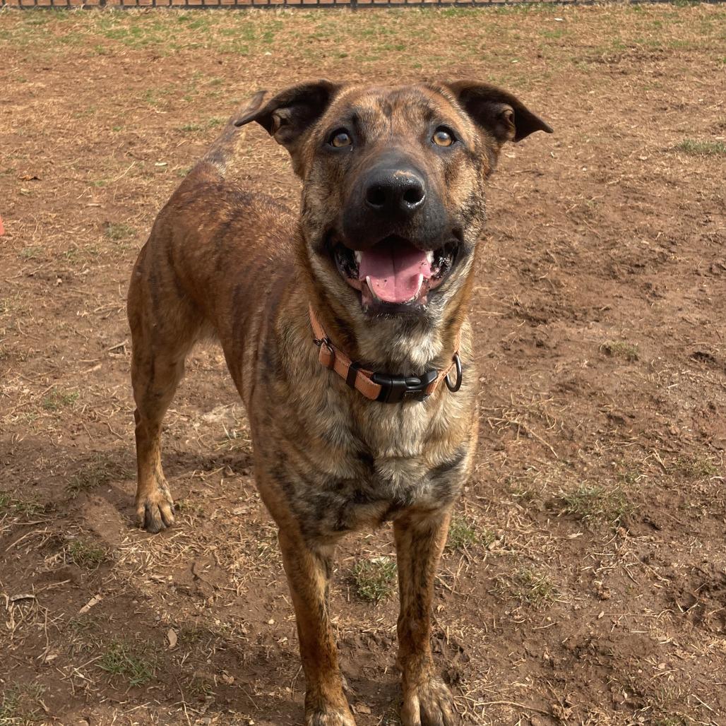 Enlarge Sundae, a Adoptable mixed breed in Lynchburg, VA image 6/6