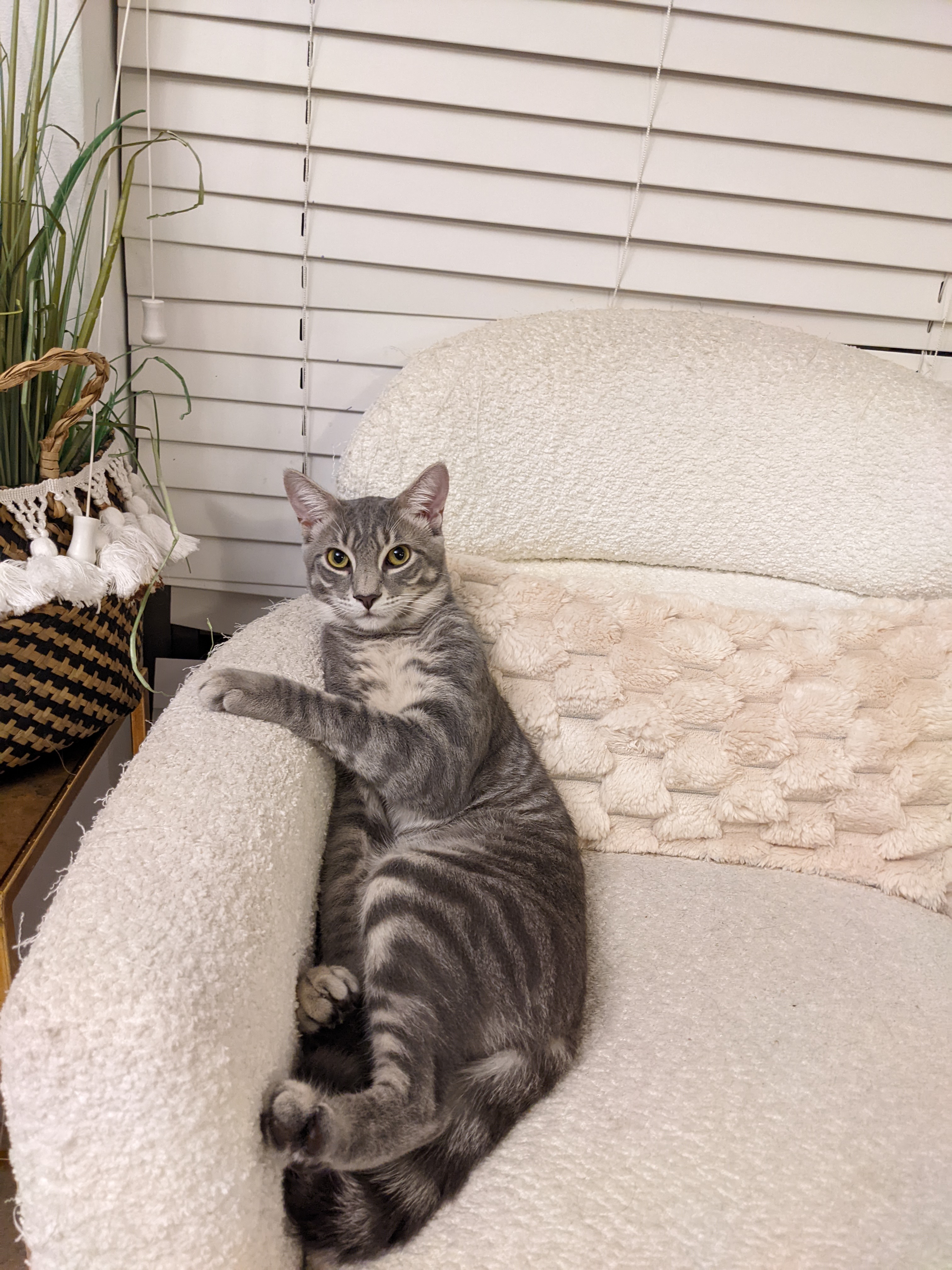 Enlarge Waffles, a Adoptable American Shorthair in Boca Raton , FL image 1/6