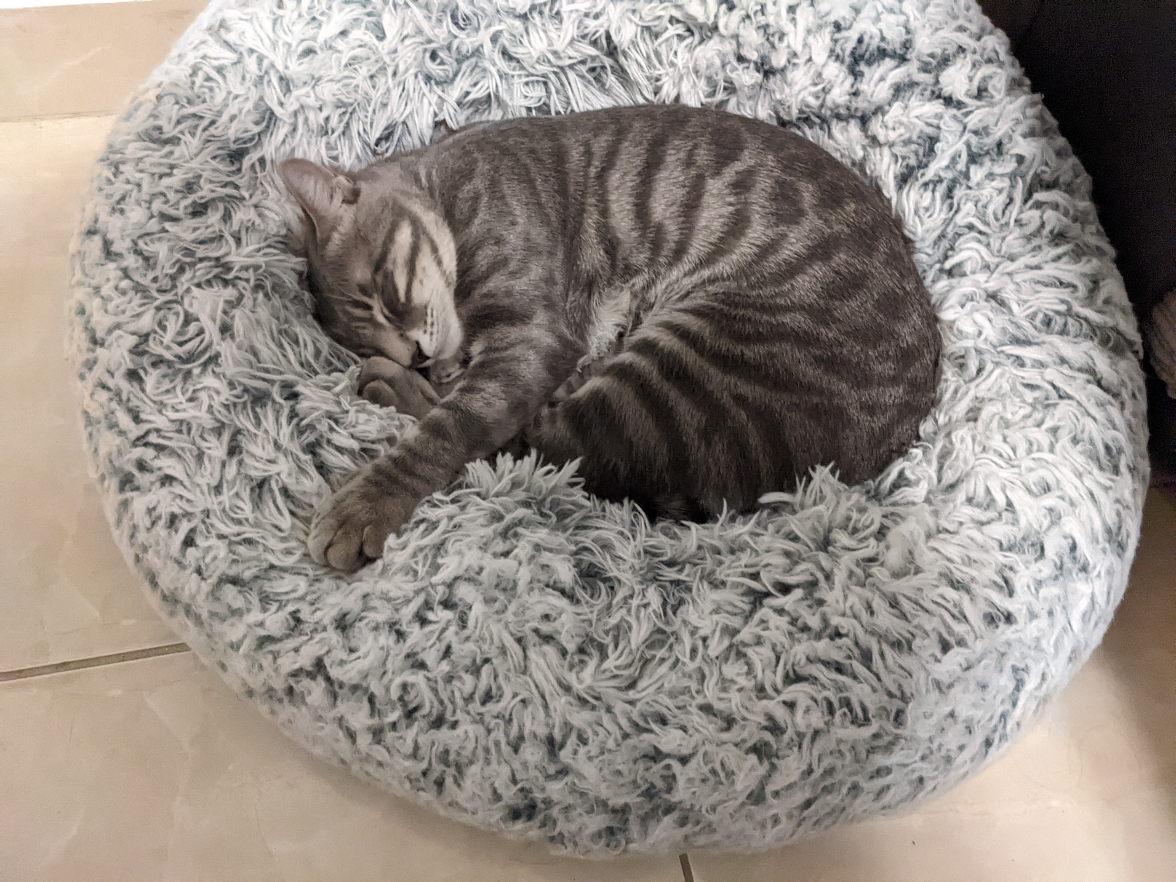 Enlarge Waffles, a Adoptable American Shorthair in Boca Raton , FL image 5/6