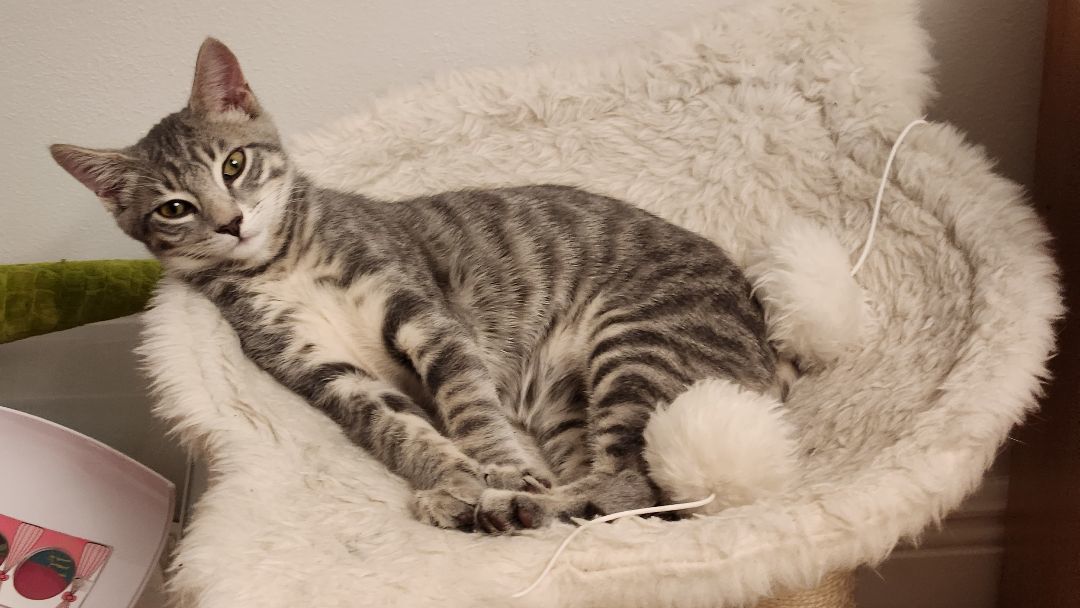 Enlarge Waffles, a Adoptable American Shorthair in Boca Raton , FL image 6/6