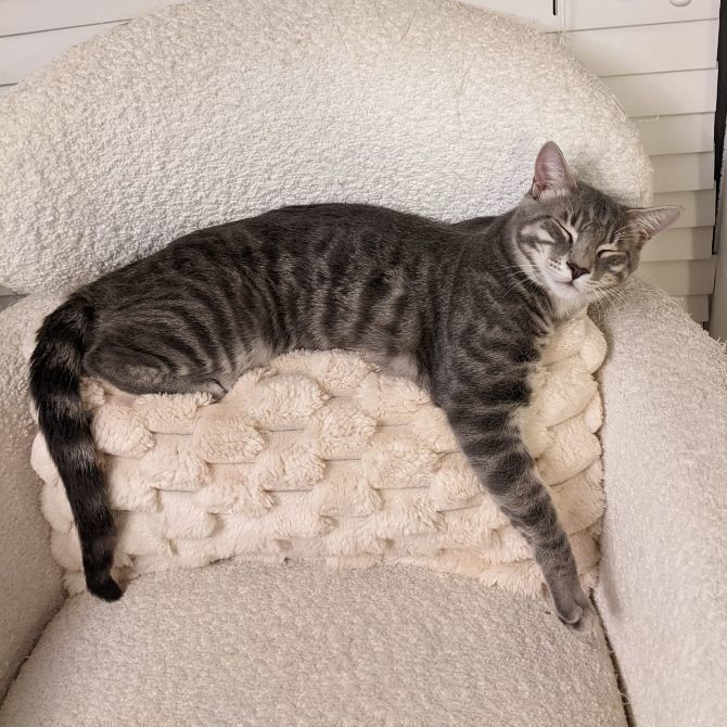 Enlarge Waffles, a Adoptable American Shorthair in Boca Raton , FL image 3/6