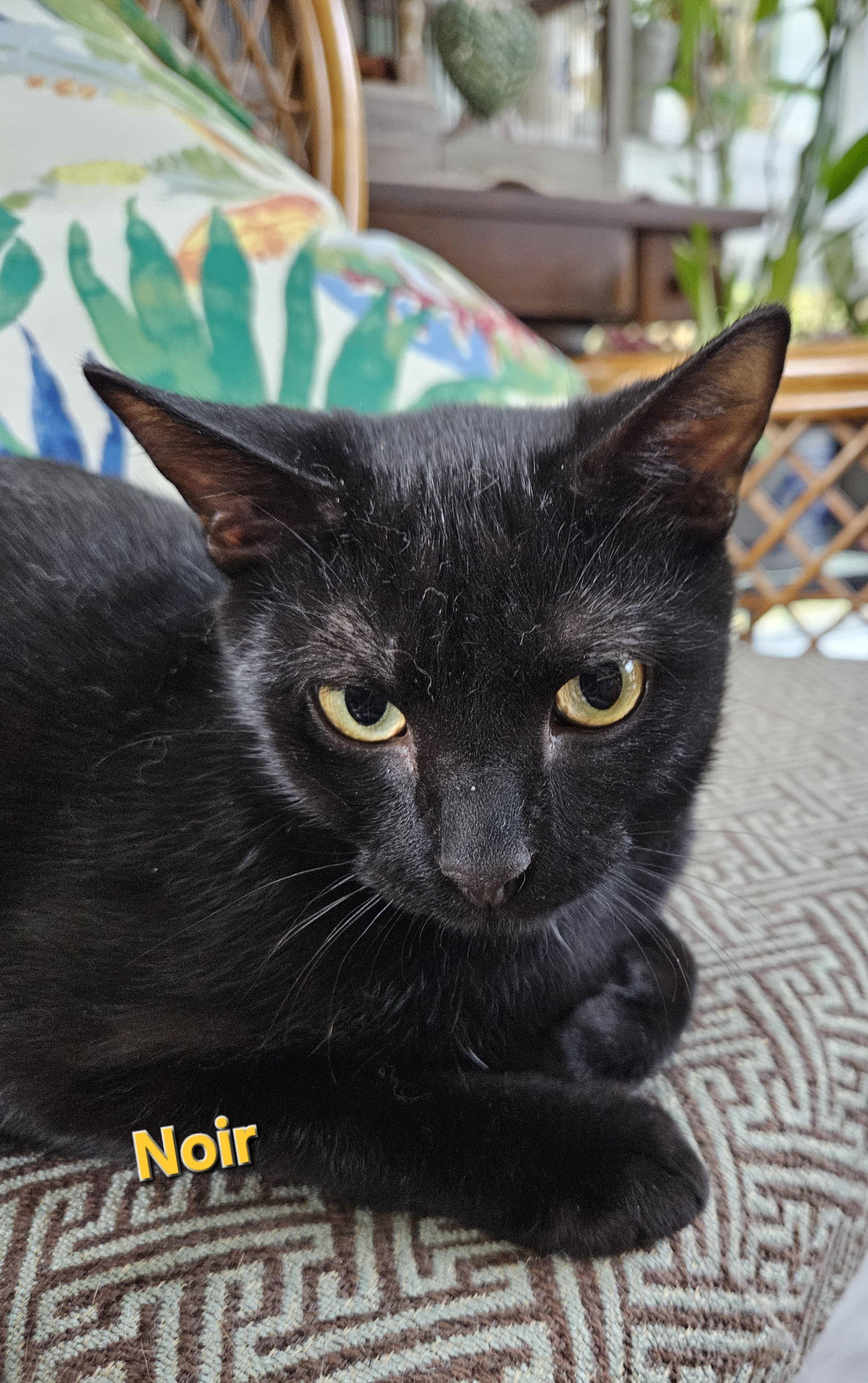 Enlarge Noir, a Adoptable Domestic Short Hair in Richmond, VA image 2/5