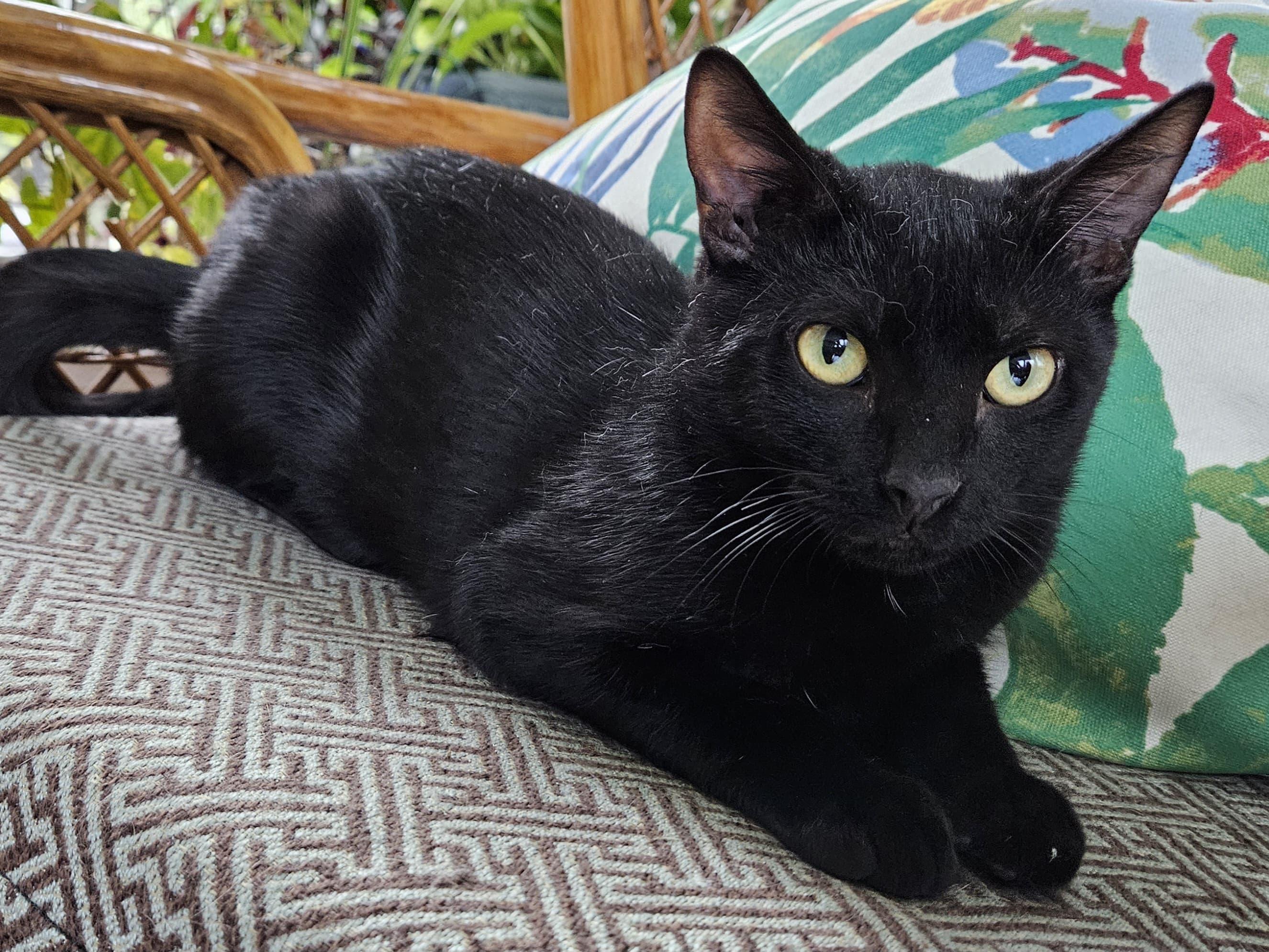 Enlarge Noir, a Adoptable Domestic Short Hair in Richmond, VA image 1/5