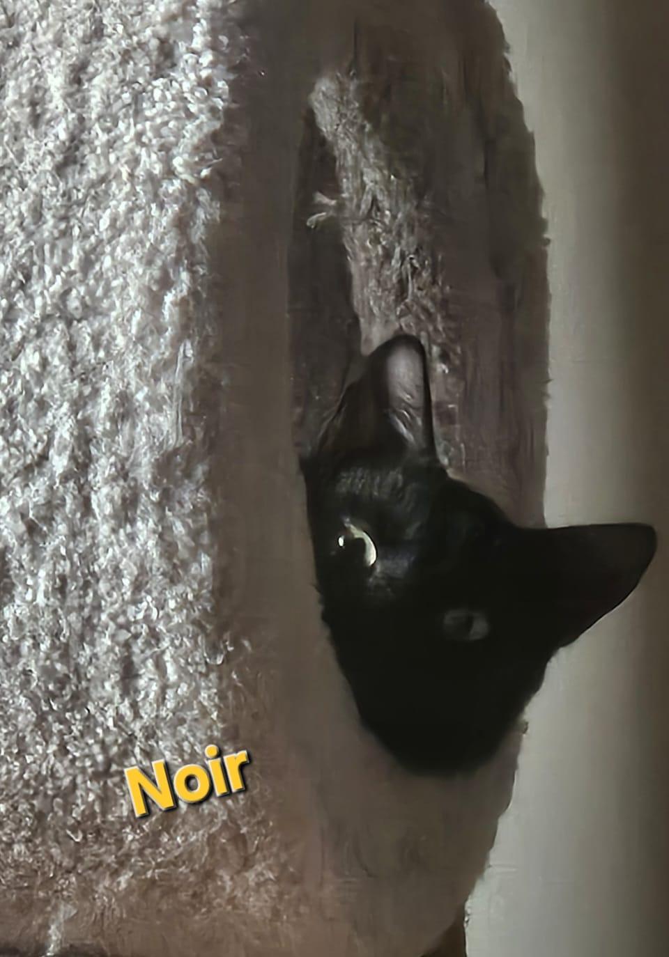 Enlarge Noir, a Adoptable Domestic Short Hair in Richmond, VA image 4/5