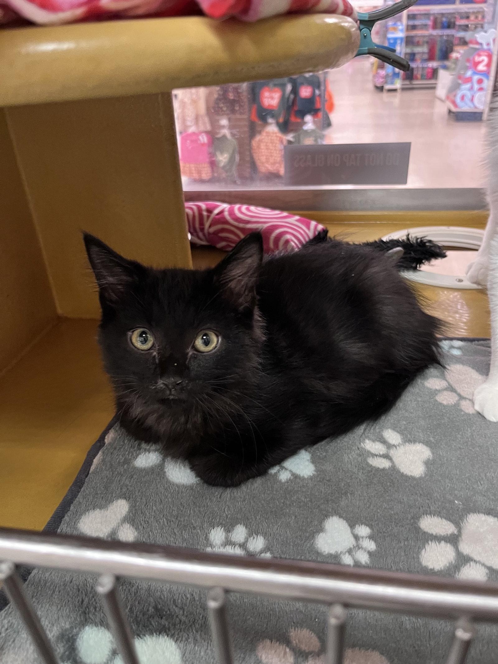 Enlarge Flint, a Adoptable Domestic Medium Hair in Scottsdale, AZ image 1/2