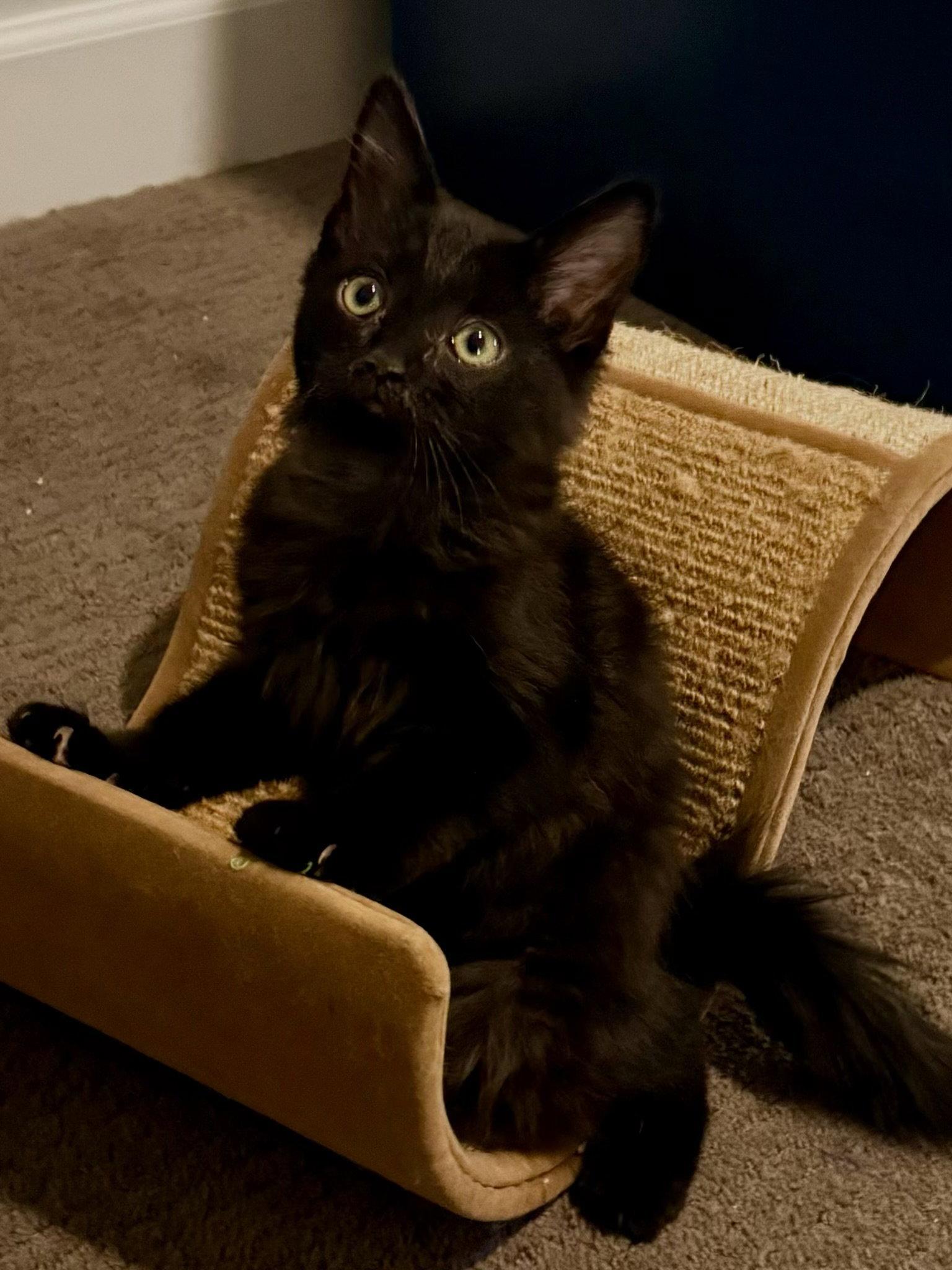 Enlarge Flint, a Adoptable Domestic Medium Hair in Scottsdale, AZ image 2/2