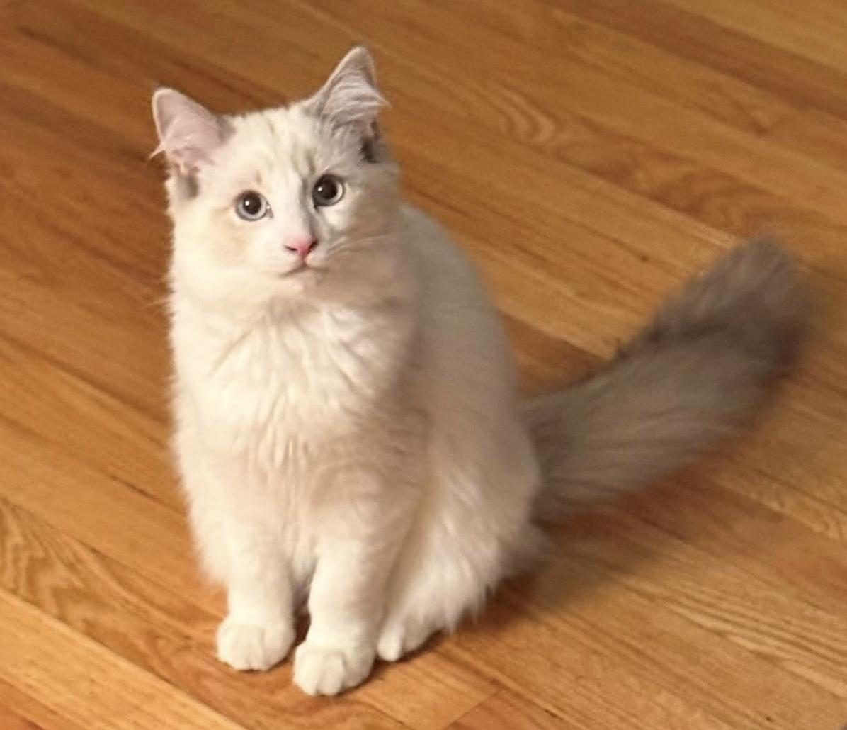 Enlarge BayMax, an adopted Domestic Long Hair in Breinigsville, PA image 2/2
