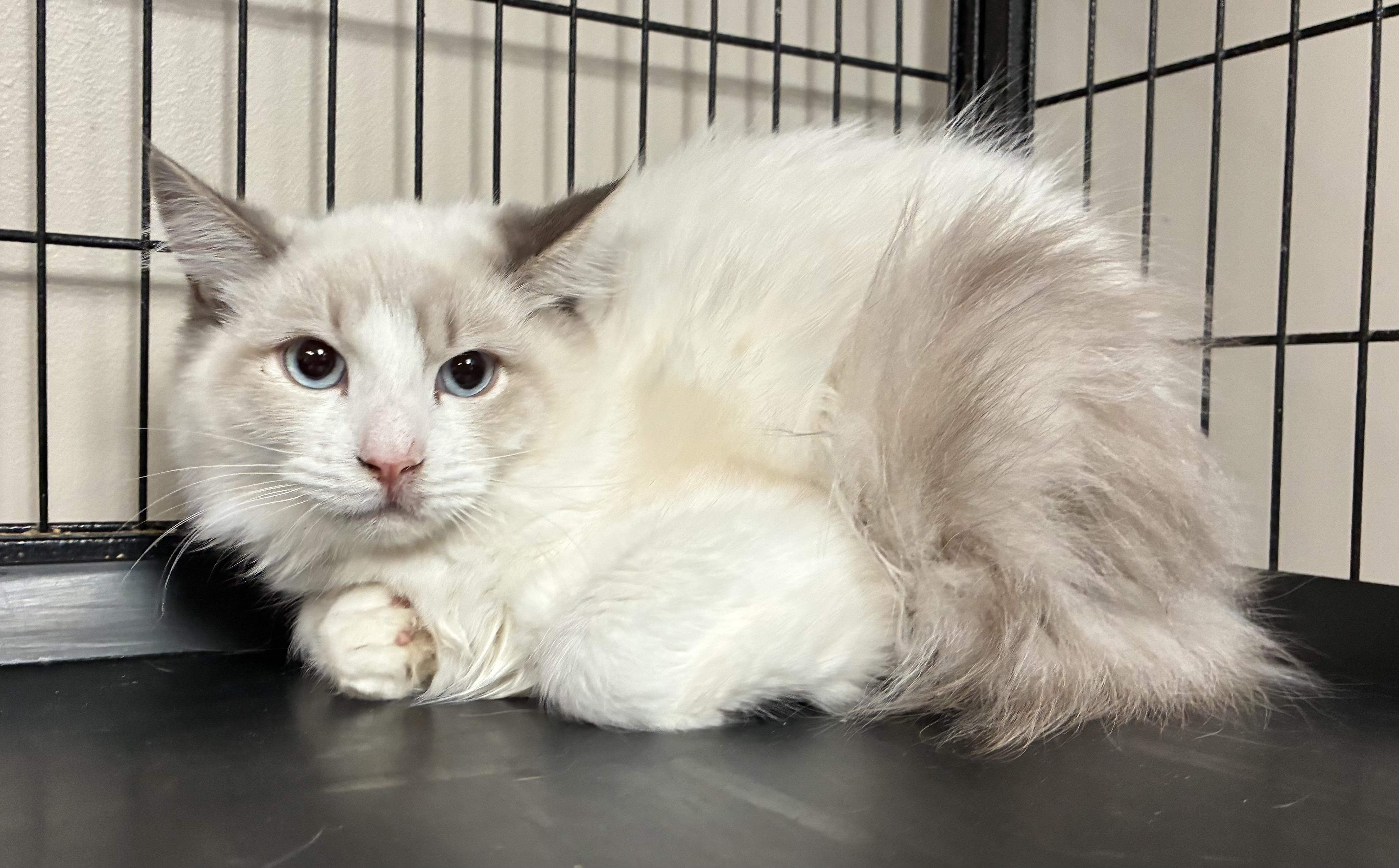 Enlarge BayMax, an adopted Domestic Long Hair in Breinigsville, PA image 1/2