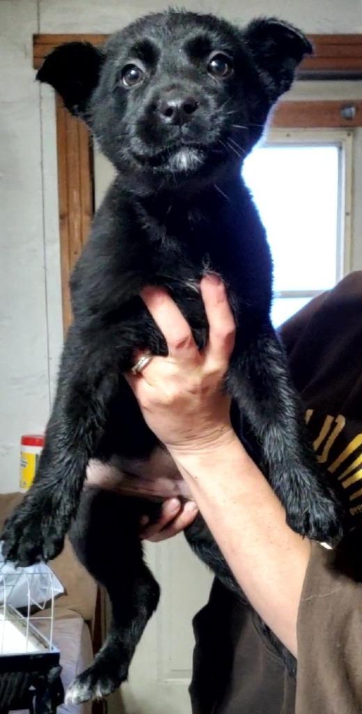 Enlarge Maybell, a Adopted mixed breed in Minot, ND image 1/1