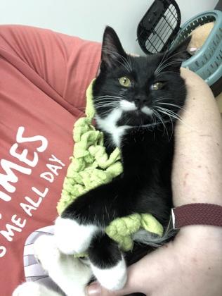 Enlarge Bianca, a Adoptable mixed breed in Hillsboro, OR image 1/2