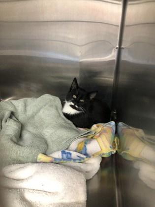 Enlarge Bianca, a Adoptable mixed breed in Hillsboro, OR image 2/2