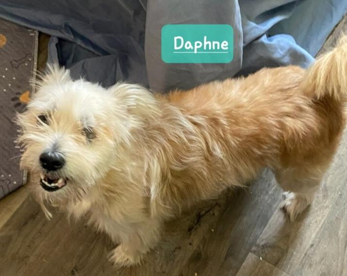 Enlarge Daphne, a Adoptable mixed breed in Indianapolis, IN image 1/1