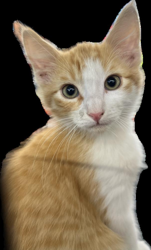 Milton, adopted, Kitten Male Domestic Medium Hair.