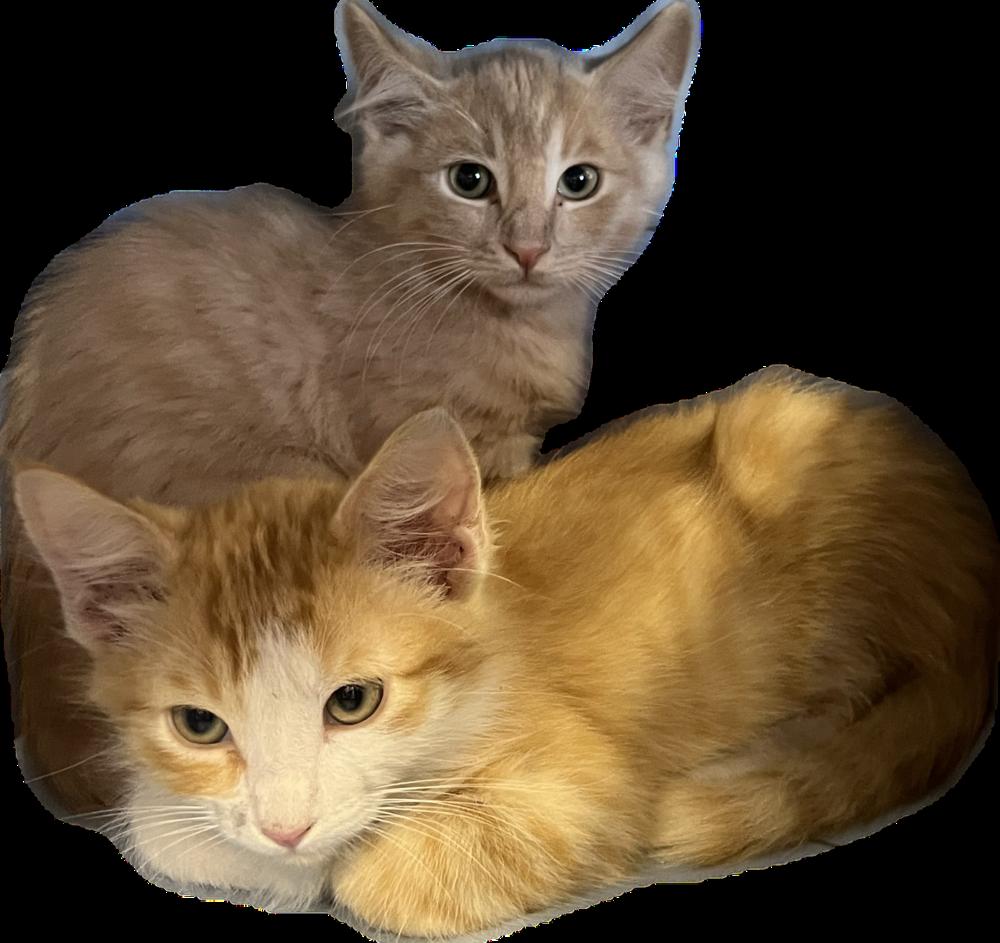 Milton, a Adoptable Domestic Medium Hair in Redlands, CA image 2/3